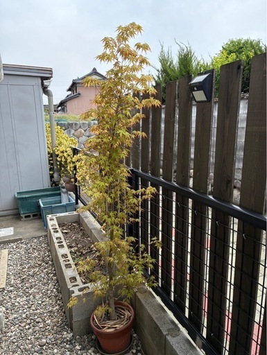 植木　もみじ①直立
