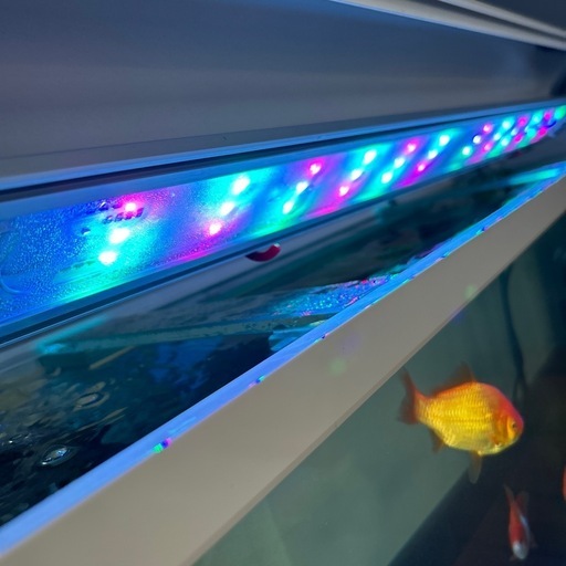 ?️フィルター、LEDライト、バブル、人工水草、石、酸素ポンプ 