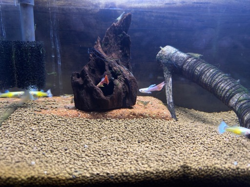 水槽一式（グッピー付） グッピー水槽（熱帯魚 ミックスグッピー）アクアリウム自慢 | 金魚