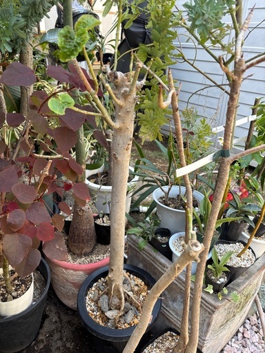 ウンベラータ　ゴムの木　ゴムノキ　フィカス　ウンベラータ　観葉植物　塊根植物　多肉植物　ビザールプランツ　レアプランツ　ガーデニング　植物　グリーン　趣味　盆栽　葉　花　庭　草　インテリア　おしゃれ　飾り　園芸　