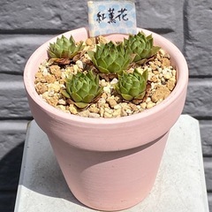 2026.4.21④   多肉植物　センペルビウム　紅薫花の画像