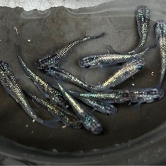 メダカ　サファイア　夜桜　ラメ王　ラメ系めだかの画像