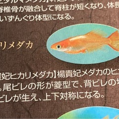 ❤️めだかの学校‼️昨年生まれた1年生、の画像