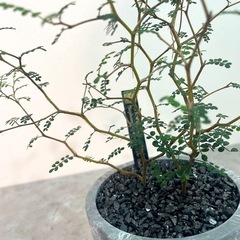 ソフォラ・リトルベイビー ニュージーランド原産 人気植物 
DM順 の画像