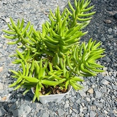 多肉植物 テトラゴナ セダムの画像