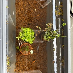 メダカ　10匹100円の画像