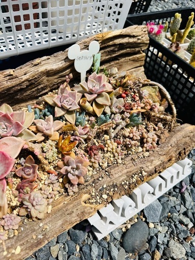 多肉植物  寄せ植え 伐採木鉢
