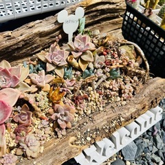 多肉植物  寄せ植え 伐採木鉢の画像