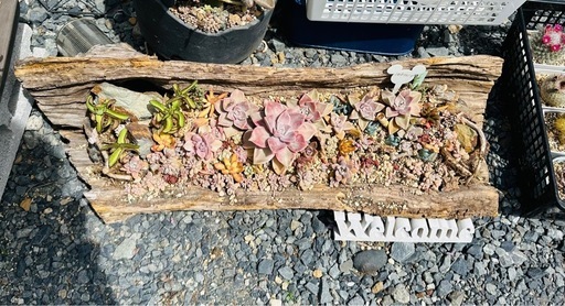 多肉植物  寄せ植え 伐採木鉢