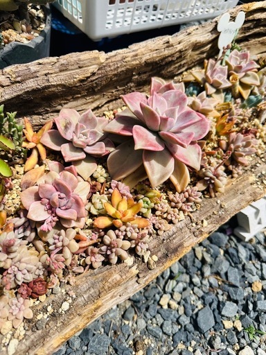 多肉植物  寄せ植え 伐採木鉢