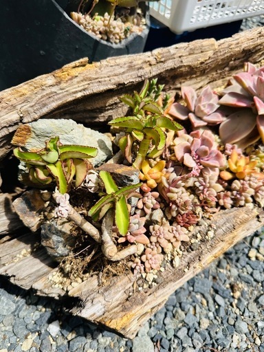 多肉植物  寄せ植え 伐採木鉢