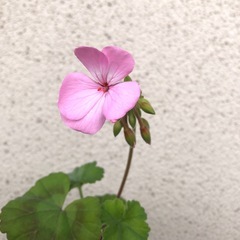 【決まりました】【無料】薄いピンクのゼラニウム　２株セットの画像