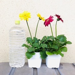 ガーベラ　２鉢セット　植木鉢のままお渡しの画像