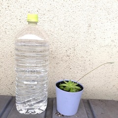 【無料】多肉植物　赤ちゃんたくさんハオルチアの画像