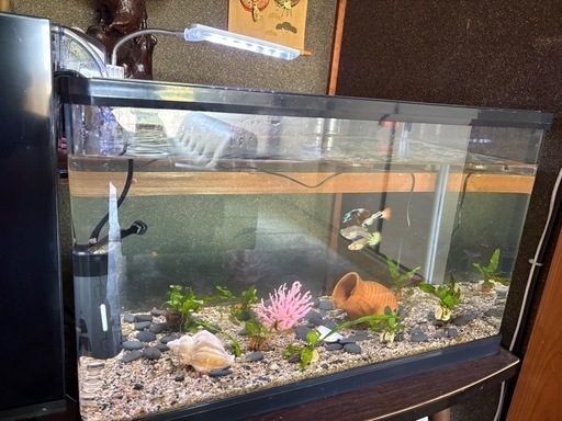 GEX水槽セット（魚・ライト・フィルター・装飾品一式）