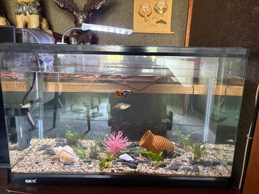 GEX水槽セット（魚・ライト・フィルター・装飾品一式）