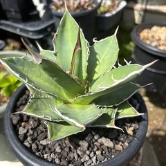 アガベ　実生　チタノタ　オテロイの画像