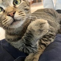 保護猫カフェトルメンタご来店お待ちしてます♪の画像