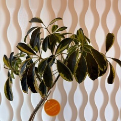 観葉植物の画像