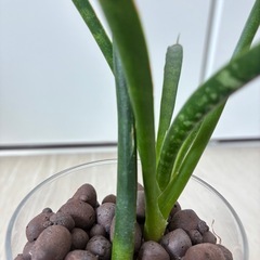 🪴観葉植物『サンスベリア　ミカド』ハイドロカルチャーの画像