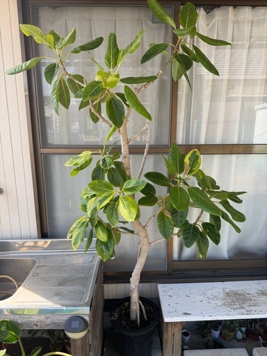 お取引決まりました。　観葉植物　ゴムの木　アルテシマ