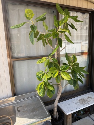 お取引決まりました。　観葉植物　ゴムの木　アルテシマ