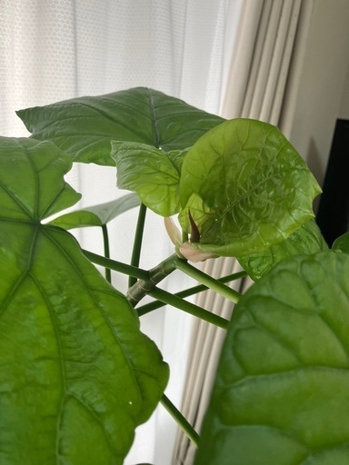 半額　観葉植物フィカスウンベラータ