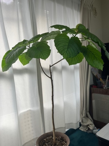 半額　観葉植物フィカスウンベラータ