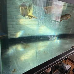 熱帯魚、大型アクリル水槽の画像