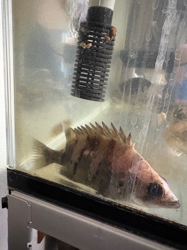 ダトニオプラスワン14センチ