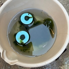 受け渡し者決定メダカの画像