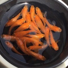 予約優先⭐️楊貴妃ヒカリダルマ⭐️21匹の画像