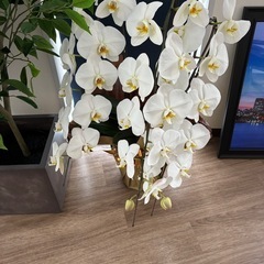 胡蝶蘭鉢植えの画像