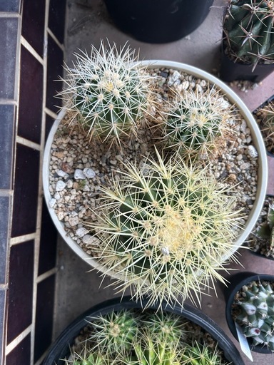 金鯱白棘寄せ植え