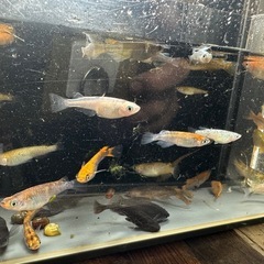 メダカ めだか差し上げます！1組様10匹 5月3日〜5日の画像