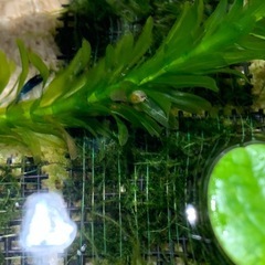 そのまま飼える。楊貴妃メダカのボトルアクアリウムセット（ヒメタニシ・水草・エサ付）の画像