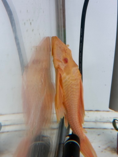 アルビノセルフィンプレコ 23cm± 大きめ コケ取り即戦力 大型魚 熱帯魚  アロワナ オスカー ポリプ
