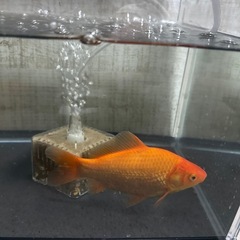 大和和金 成魚 親サイズ ペア 雌雄 繁殖用 親子体 小赤 姉金 の画像