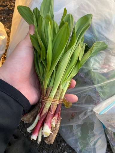㊙️行者ニンニク?1キロ