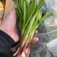 ㊙️行者ニンニク🌱1キロの画像