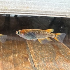 メダカ 来光カガミ鱗🐉 1ペア＋メス 極上の画像