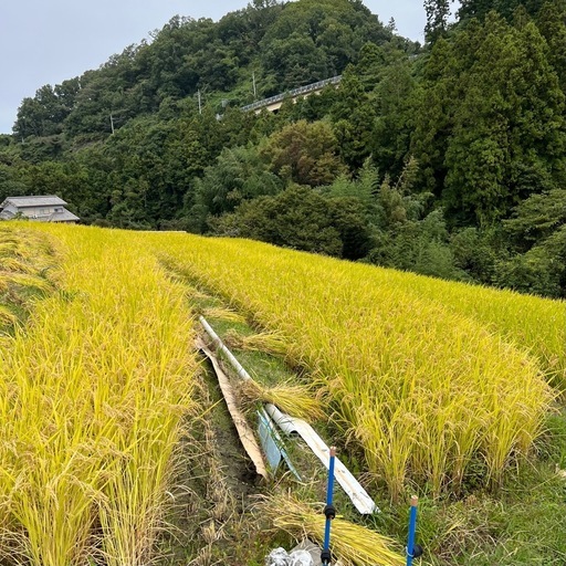 ②　令和7年度産 玄米 ヒノヒカリ 30キロ　低音保存品 近隣配達します