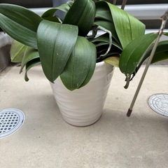 胡蝶蘭(陶器鉢だけでも価値あり！)差し上げます。の画像