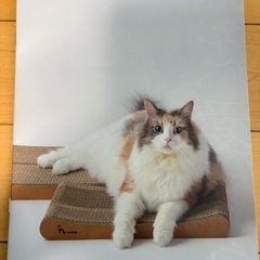 【新品未使用】猫用 爪とぎ nyans スタンダード Mサイズの画像