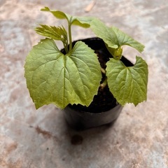 ゴーヤの苗1本100円の画像