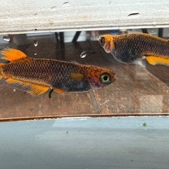 メダカ 心龍🐉リミテッドワイドフィン 2ペア オスは1匹は普通体型の画像
