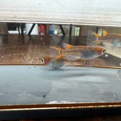 メダカ 雷鳥カガミ鱗 1ペア＋メスの画像