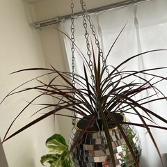 受渡予定　観葉植物　マジナータレインボーの画像