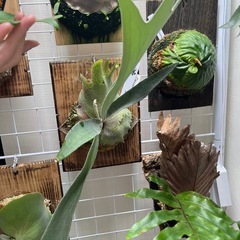 ビカクシダ　ベイチーの画像