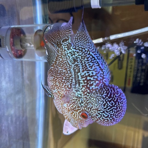 BIG headフラワーホーン